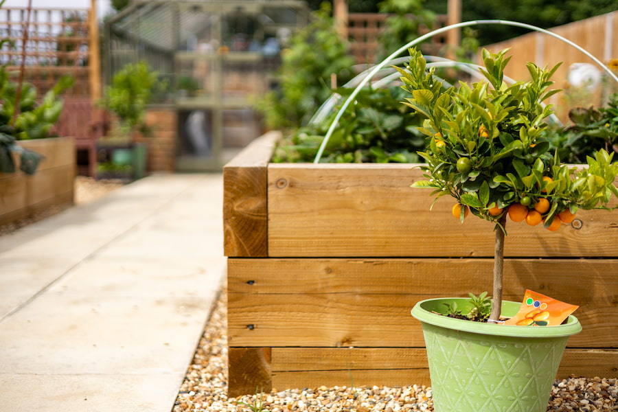 The orange tree.