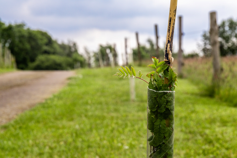 A tree sapling with many other saplings in the background.