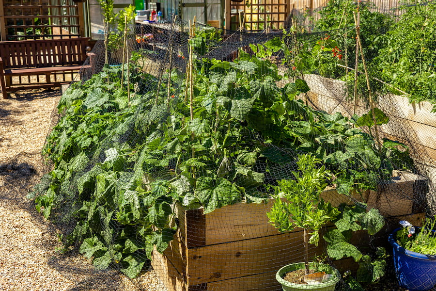 The tomato bed covered in a mesh to protect from rabbits.