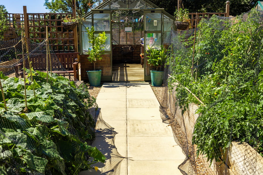 2 raised beds either side a path leading to the green house.