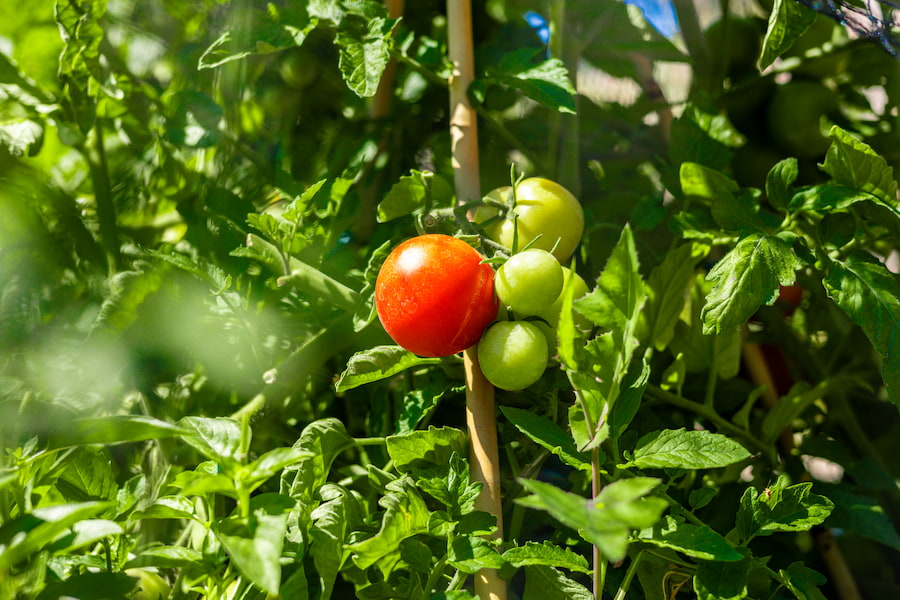 A red tomato pops with colour amongst a very green scene.
