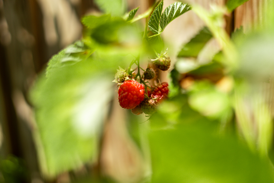 A raspberry pops with red colour surround by green leaves.