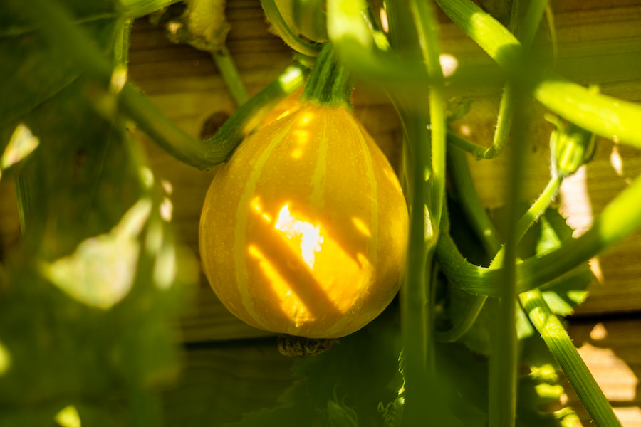 A yellow round courgette. 