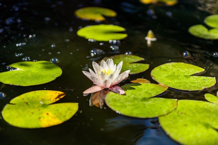 A water lily stands out with lily pads surrounding it on top of the pond.