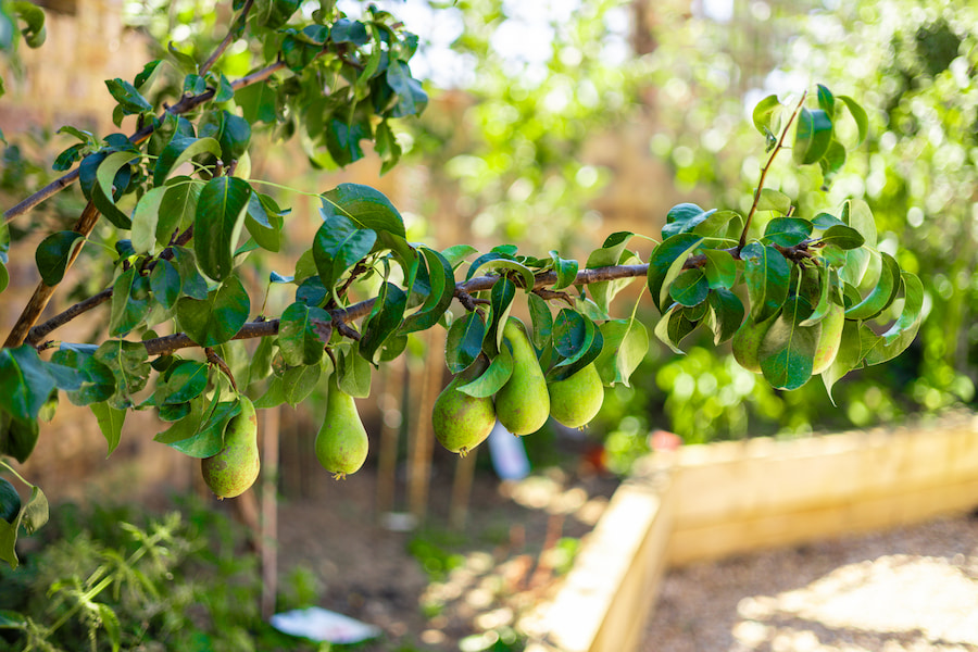 A brand weighed down with lots of pear.
