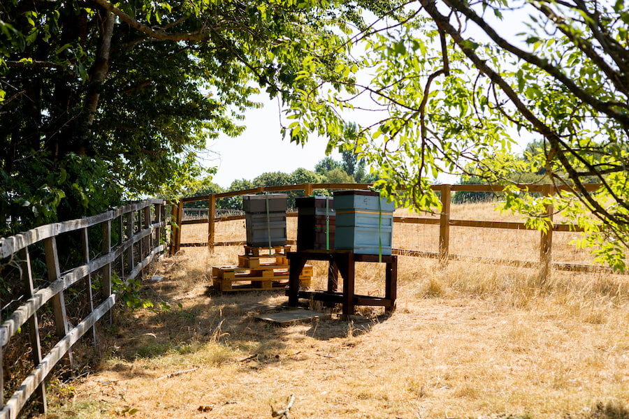 The 3 beehives standing side by side with a field behind them and trees next to them.