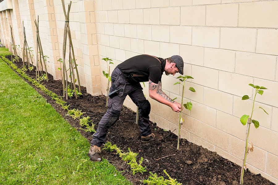 The Hayes' gardener planting the sunflowers while smiling.