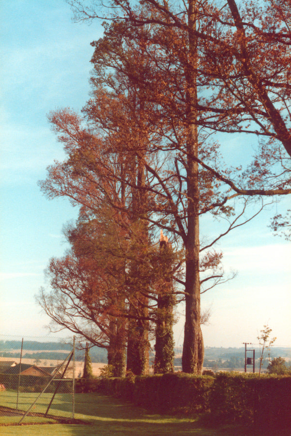 The elm trees rising high into the sky.