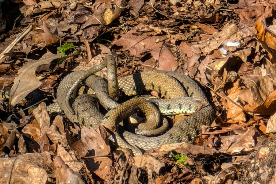 A grass snake spotted at The Hayes.