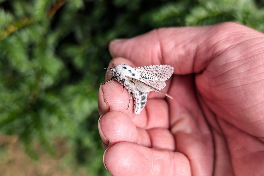 A beautiful Leopard Moth found at The Hayes.