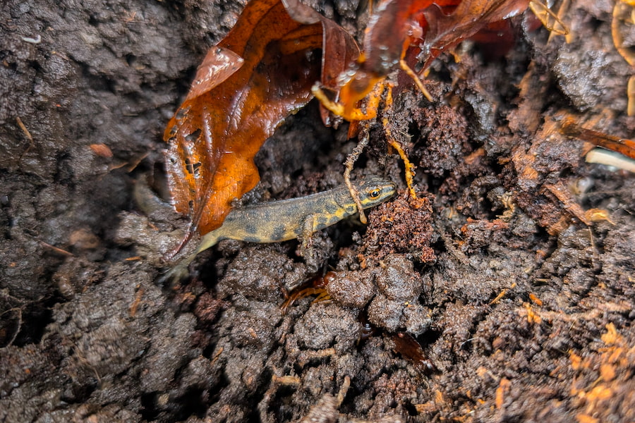 A smooth newt captured at The Hayes.