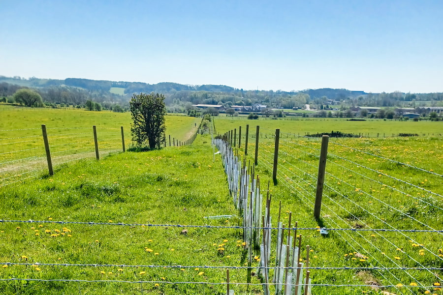 A line of new tree saplings running far into the distance.