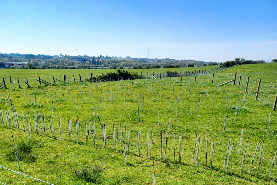 A sectioned off area of newly planted trees.